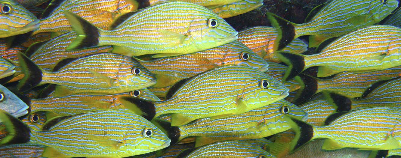 Grunts, as seen from Aquarius Undersea Laboratory, near Key Largo, Florida, 2006
