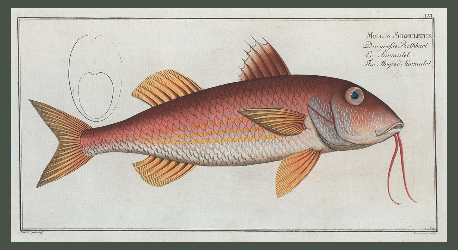 Mullus Surmuletus, the Striped Surmulet. (Courtesy Rare Book Division, The New York Public Library Digital Collections.) 