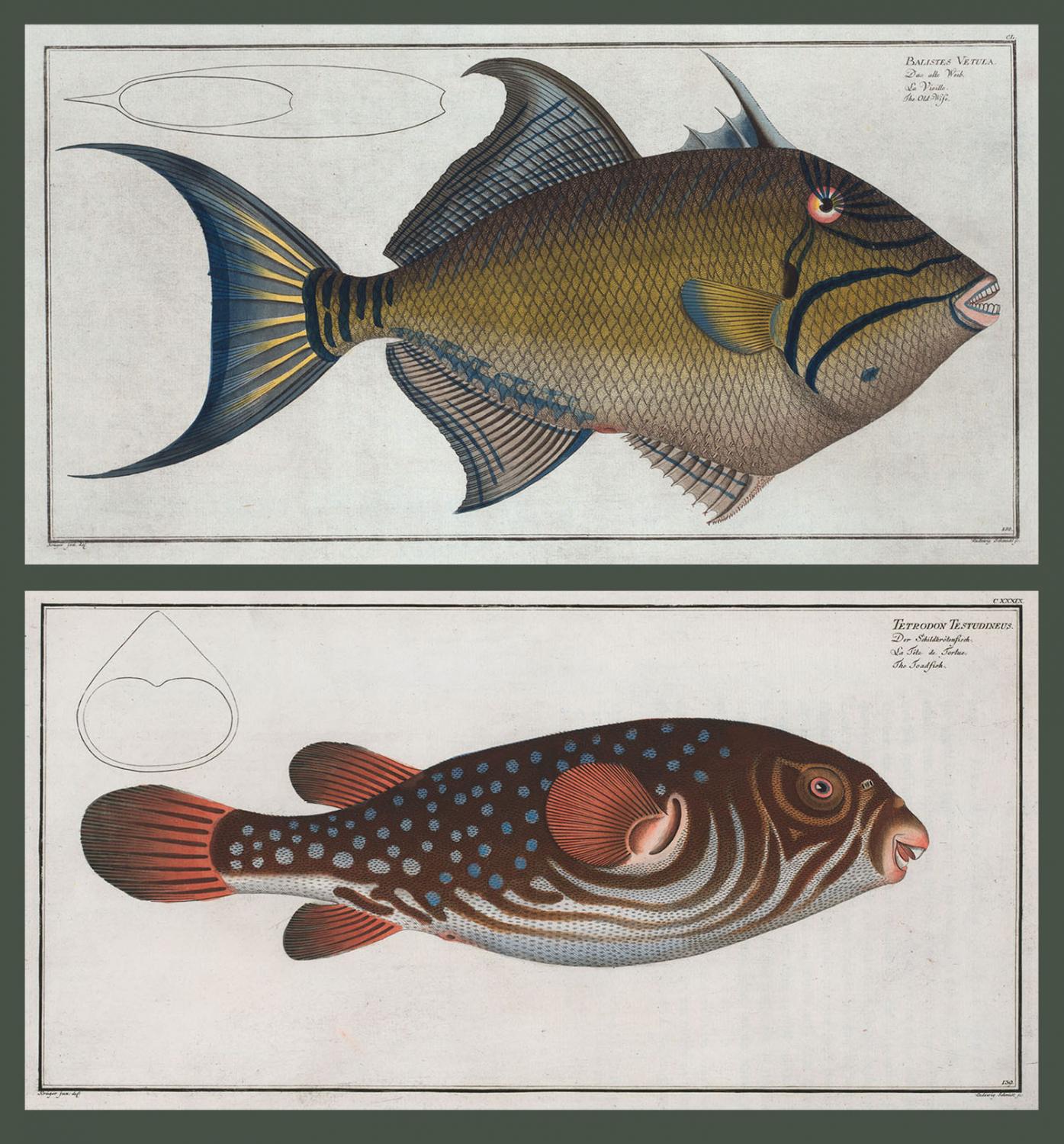 Top: Batiste's Vetula, The Old-Wife  Bottom: Tetrodon Testudineus, the Toadfish. (Courtesy Rare Book Division, The New York Public Library Digital Collections.) 