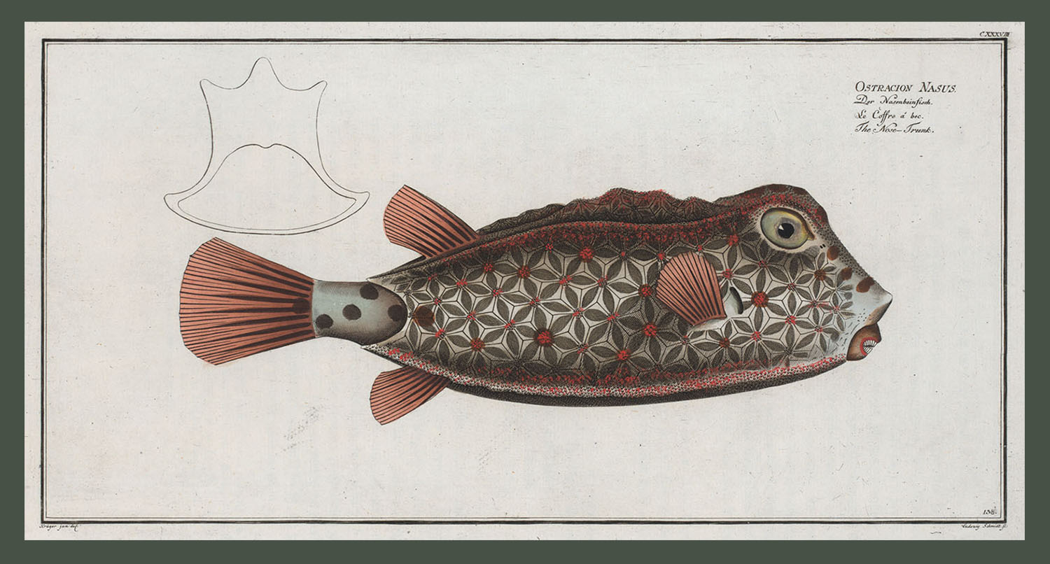 Ostracion Nasus, the Nose-Trunk. (Courtesy Rare Book Division, The New York Public Library Digital Collections.) 
