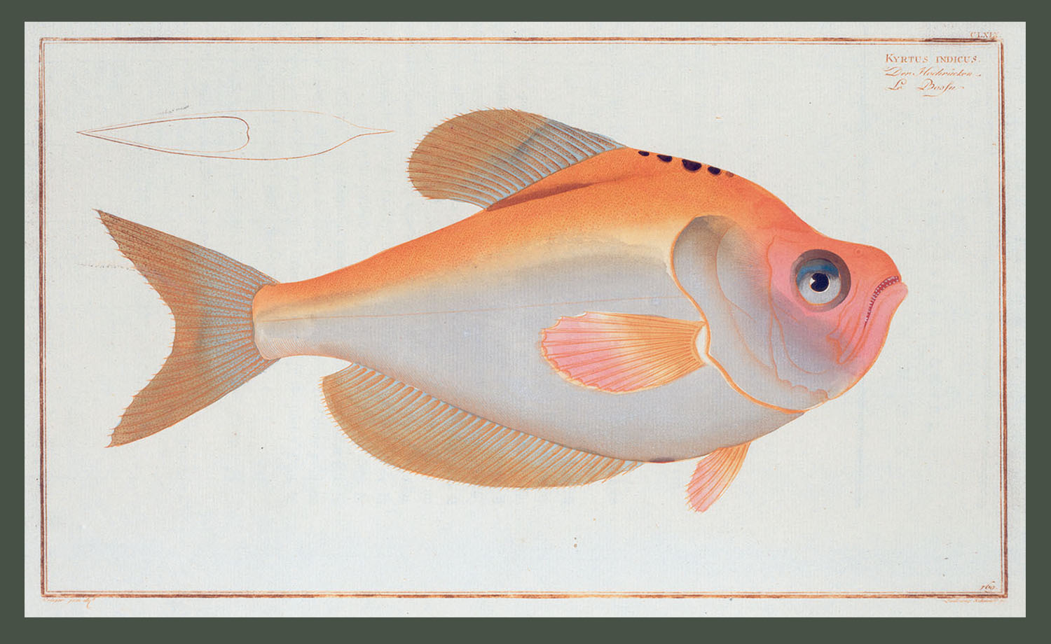 Kyrtus Indicus. (Courtesy Rare Book Division, The New York Public Library Digital Collections.) 
