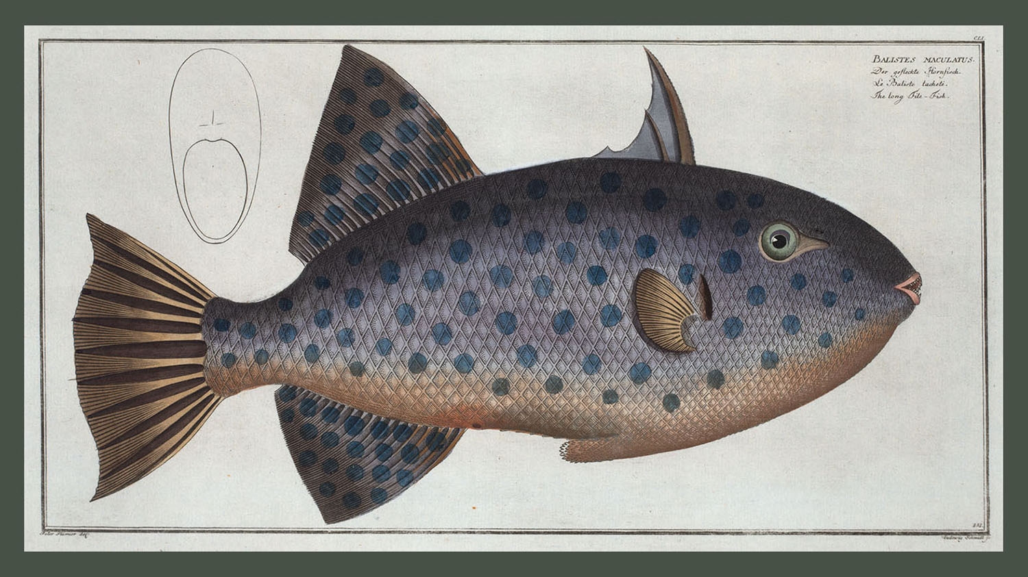 <i>Balistes maculatus, The long File-Fish</i>. (Courtesy Rare Book Division, The New York Public Library, Digital Collections.)