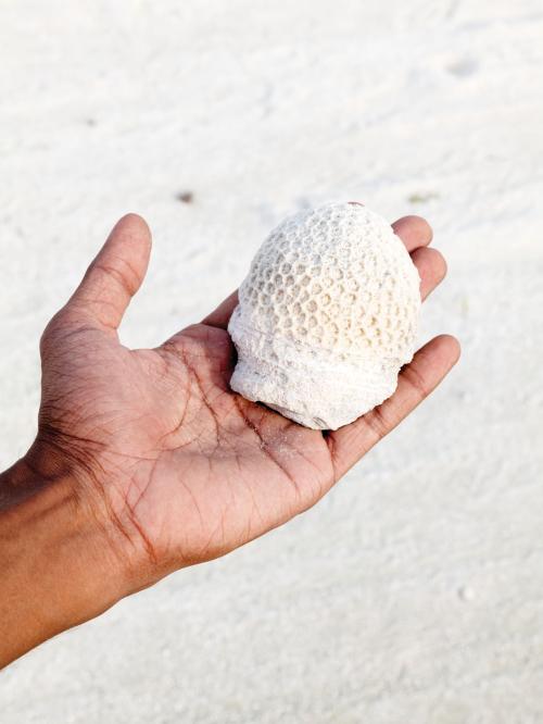 Bleached coral recovered during sand dredging.