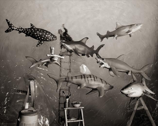 Sharks, 2009.