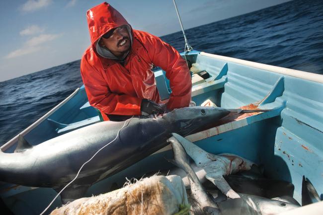 Fishing for blue shark near Baja California